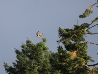 IMG_0004.jpg