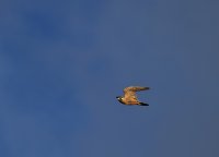 IMG_0001_1.jpg