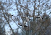 IMG_0005.jpg