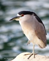 2-13-2018 Black-crowned Night Heron_4456.JPG