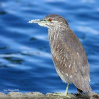 2-13-2018 juventil black-crowned Night Heron_4469.JPG
