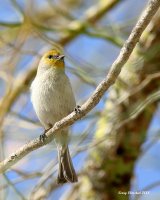 2-15-2018 Verdin_4611.JPG