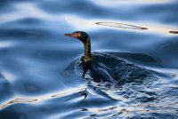 IMG_0005.jpg