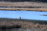 IMG_0001.jpg