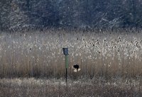 IMG_0002.jpg