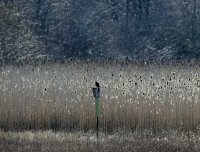 IMG_0004.jpg