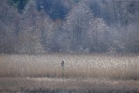 IMG_0005.jpg