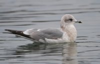 1-7-2014 2nd year ring-billed gull edmonds_8154.JPG