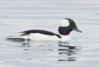 1-7-2014 bufflehead edmonds_8101c2.JPG