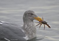1-7-2014 juv California gull with crab edmonds_8170.JPG