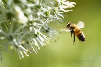 Busy Bee.jpg