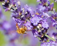 DSC_3401-Edit-2.JPG