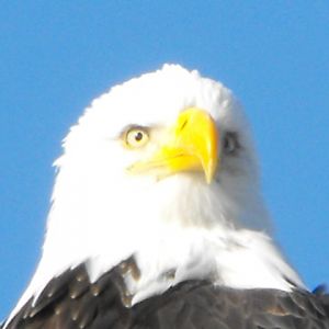Eagle in Homer Alaska