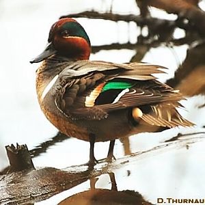 green wing teal