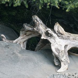 Shipwrecked Log