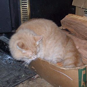 No box, to big or small Or to full for the Fat Cat