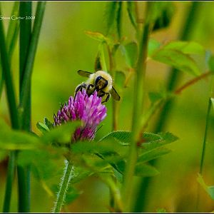 Blissful Bee