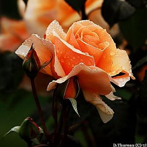 a  rose