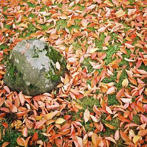 Stone and Autumn Leaves