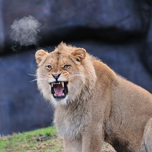 Lion's Breath