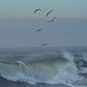 Birds and Waves