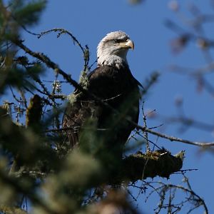 A Eagle Overlooks the Cowlitz Valley