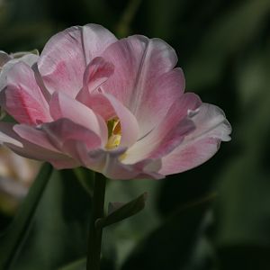 Silky Tulip Petals