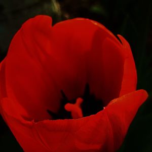 scarlet flower