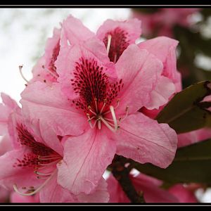 Another Pink Rhodie