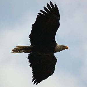 Adult Eagle In Flight