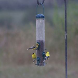 Gold Finch Party at the feeder