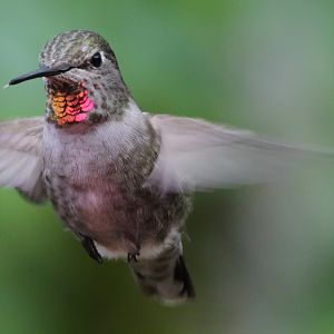 Anna's Hummingbird (f)