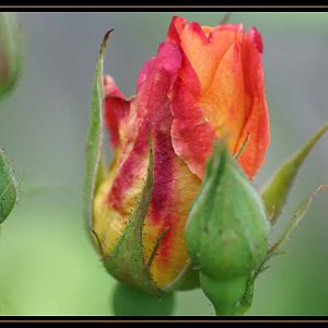 Rose Buds and Bloom