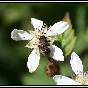 Blackberry with Bee