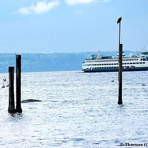 a gray whale -eagle-and-ferry