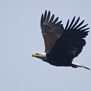 Bald eagle off the beach
