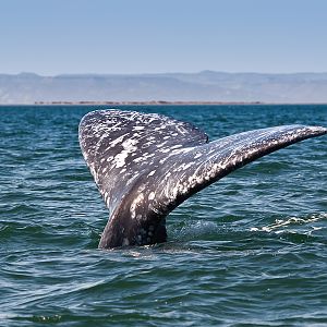 Gray Whale Flukes
