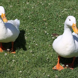 IMG_5770-Easter-ducks-roam-
