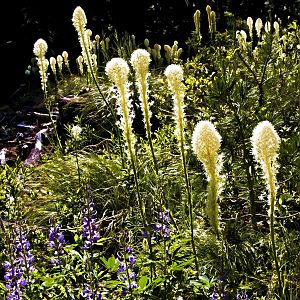 Can't have too much bear grass.