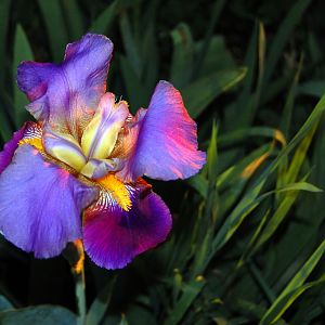 Dragon Iris