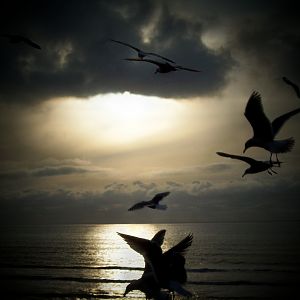 Seagulls at sunset.
