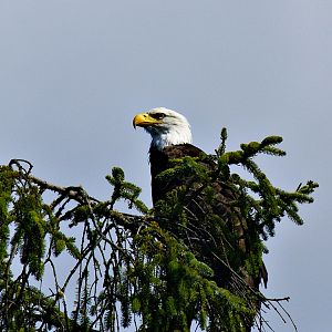Bald Eagle at Chito