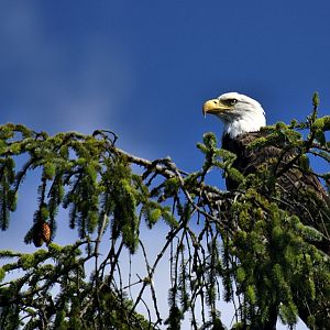 Bald Eagle at Chito