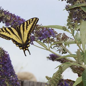 How the butterfly bush got it's name