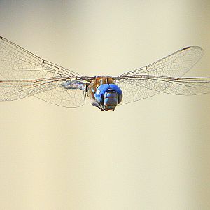 dragonfly_536