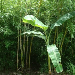Bananas & Bamboo