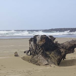 beach in Florence, OR Coast