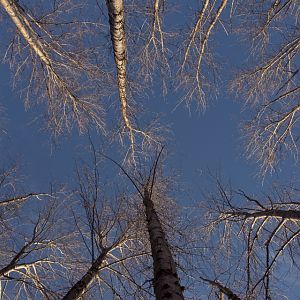 Forest winter sky