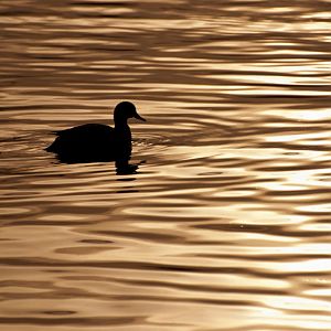 duck in silhouette
