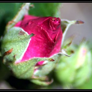 Beautiful Red Rose Bud